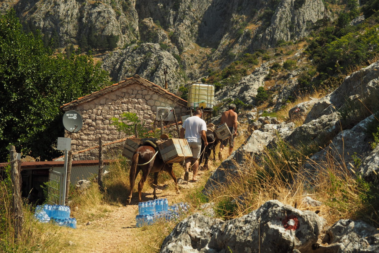 Donkeys transporting goods in Montenegro mountains